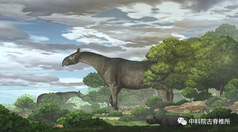 科研重磅：“临夏巨犀”最新研究成果通过国际刊物《通讯：生物学》向全球发布