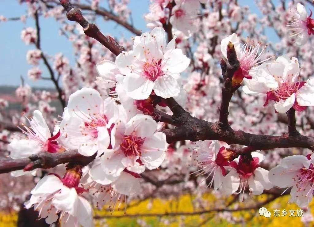 “花儿临夏·在河之州”临夏州第二届文化旅游节之2023年东乡县唐汪杏花旅游系列活动公告